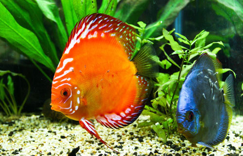居家養魚風水講究，怎麽養魚招財運？