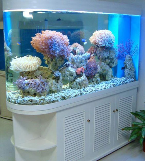 居家養魚風水講究，怎麽養魚招財運？