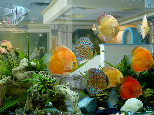 居家養魚風水講究，怎麽養魚招財運？