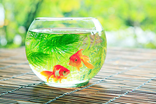 居家養魚風水講究，怎麽養魚招財運？